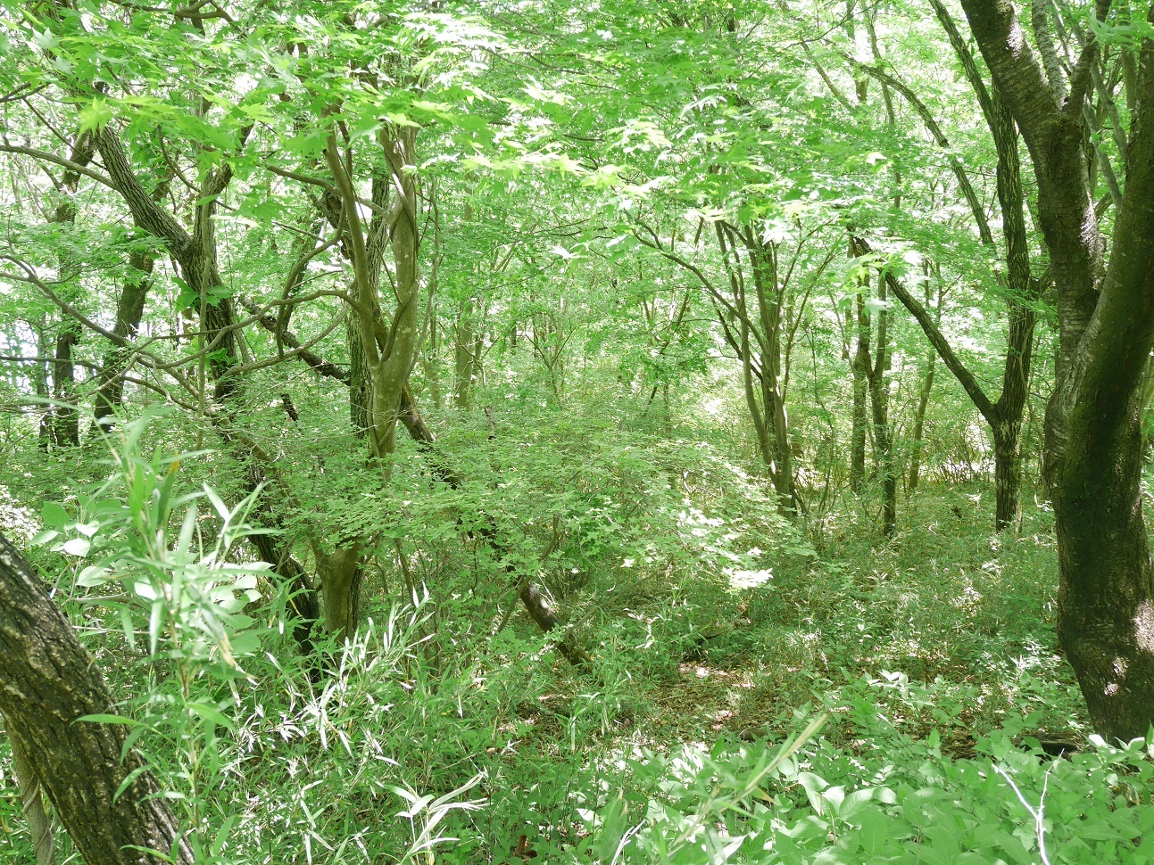 別荘地売却　神奈川　リライト