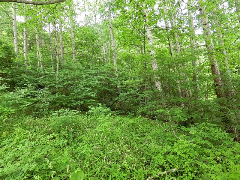 別荘地　山林