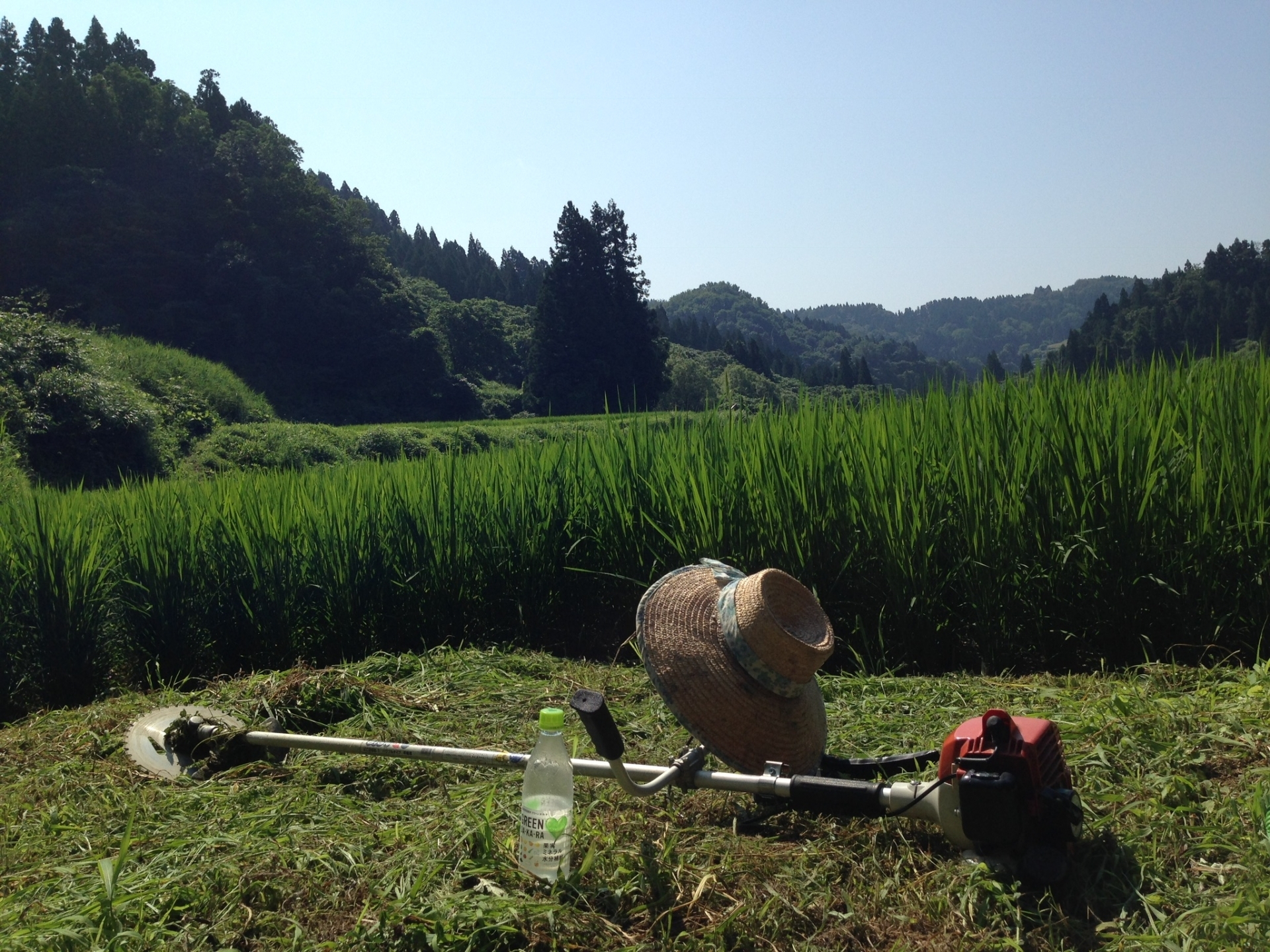 草刈り　土地