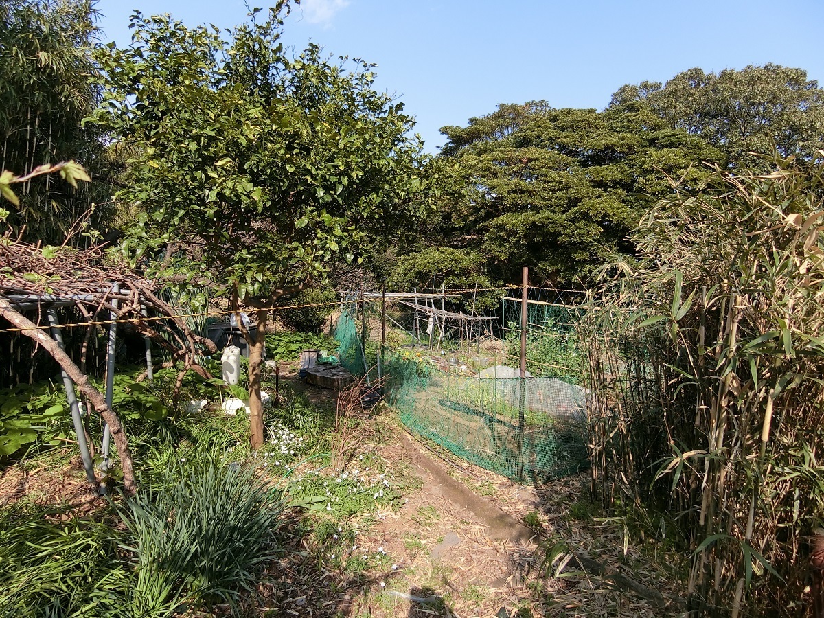 市街化農地　売却